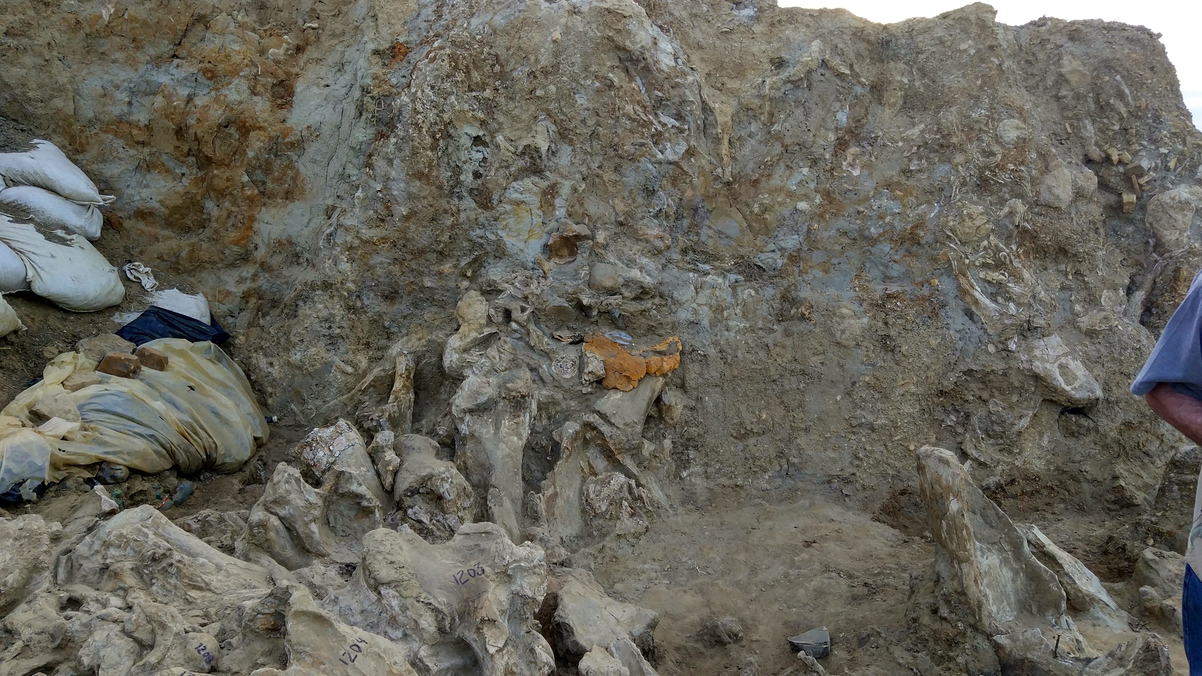 Кости крупных млекопитающих в местонахождении «Богатыри»