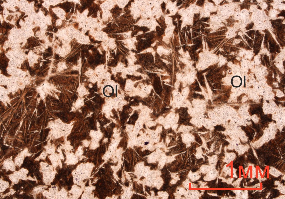 Микроспинифекс в коматиитовых базальтах с призматической отдельностью. при одном николе. Ol – оливин.