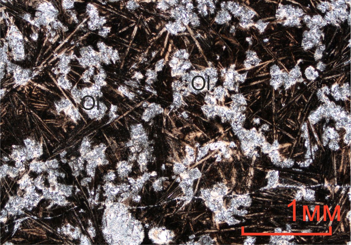 Микроспинифекс в коматиитовых базальтах с призматической отдельностью. при двух николях. Ol – оливин.
